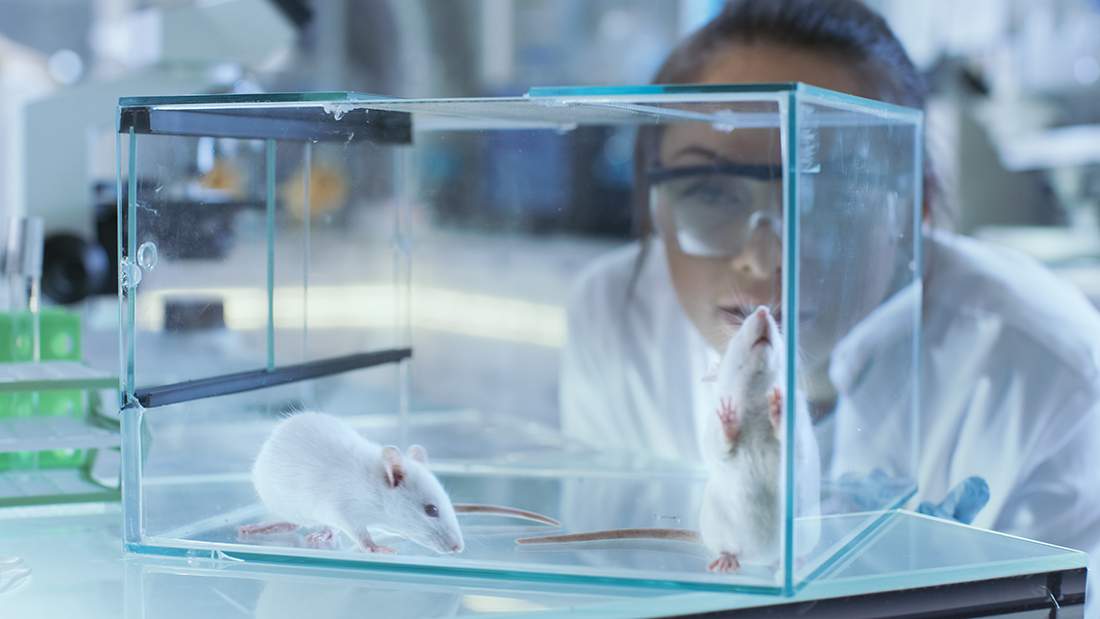 Laboratory Rats Gaining in Biomedical Research